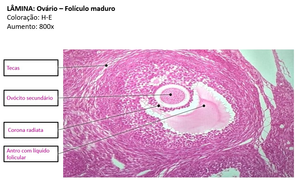 Embriologia Sistema Reprodutor Feminino Histologia E Embriologia